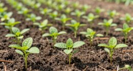 consistent success demonstrates repeatability
